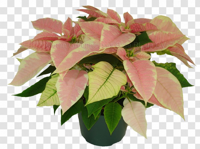 Flowerpot Houseplant Poinsettia - Flower - Watercolor Painting Transparent PNG