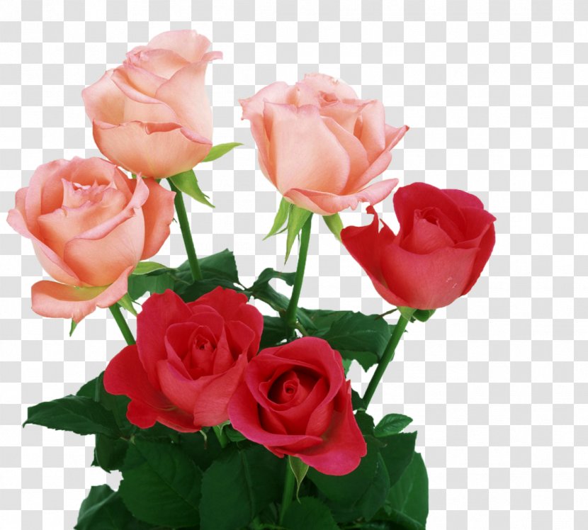 Rose Light Pink Flowers Color - Floribunda - White Roses Transparent PNG