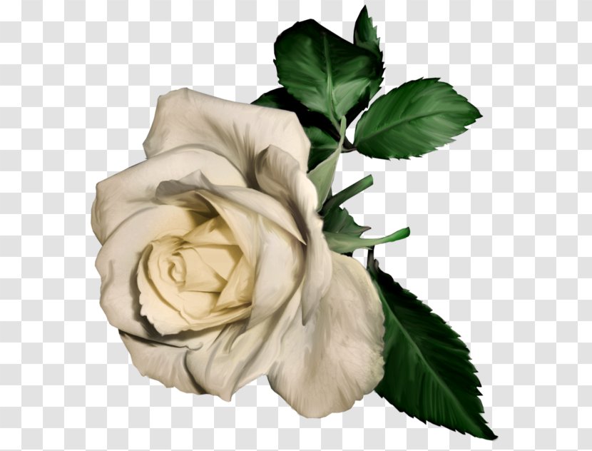 Rose White Flower Clip Art - Petal - Painted Clipart Transparent PNG