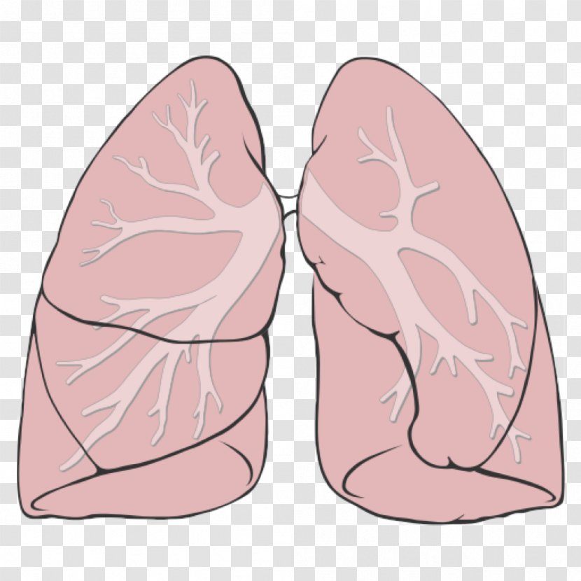 Lung Respiratory System Anatomy Tract Diagram - Cartoon Transparent PNG
