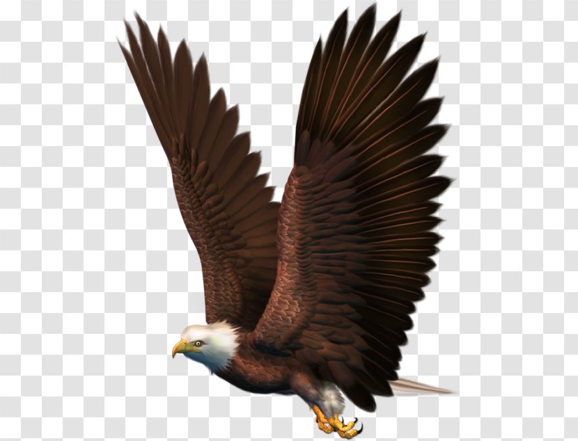 Bird Bald Eagle - Vulture Transparent PNG