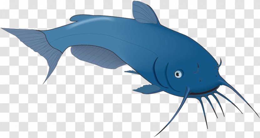 Shark Dolphin Bony Fishes Porpoise Marine Biology - Mammal Transparent PNG