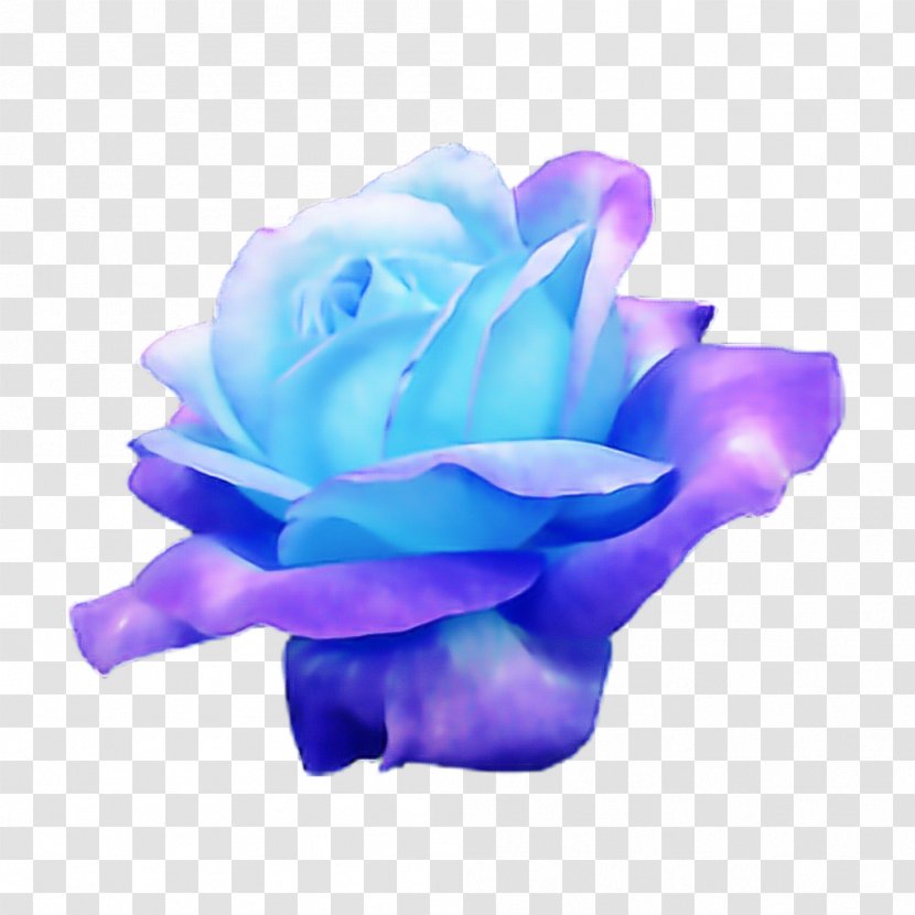 Blue Rose - Pink Garden Roses Transparent PNG