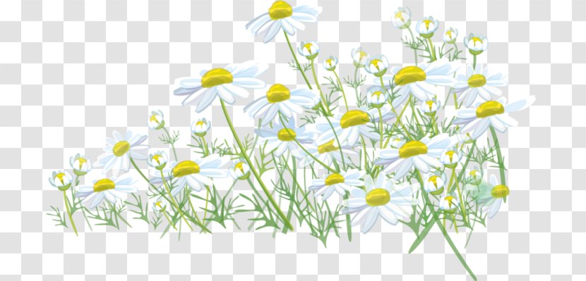 Common Daisy Meadow Lawn Grass Roman Chamomile Transparent PNG