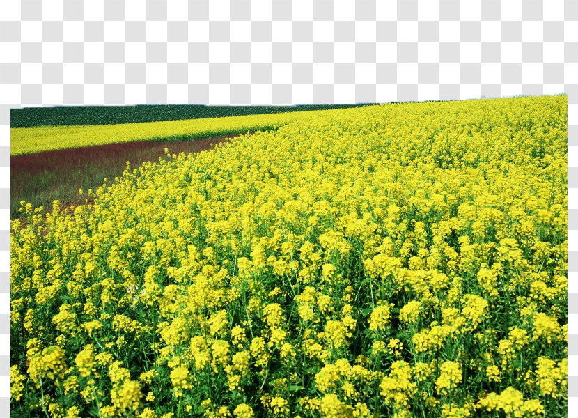 Yingde Rapeseed U6cb9u83dc Yangtze River Basin Wallpaper - Seed - Canola Flower Field Image Transparent PNG