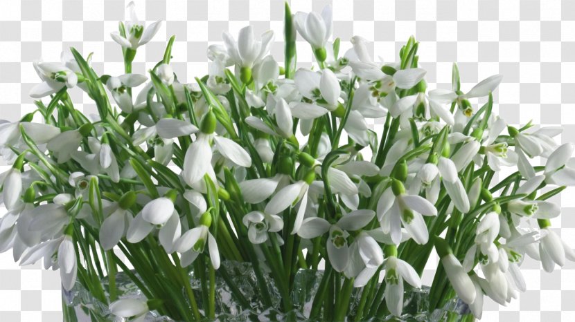 Snowdrop Cut Flowers Desktop Wallpaper Flower Bouquet - Metaphor Transparent PNG