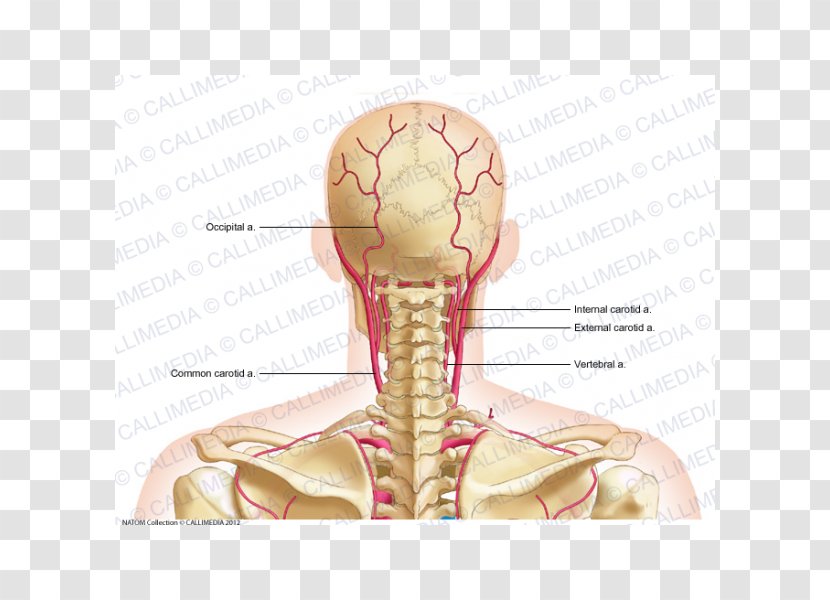 Common Carotid Artery External Posterior Triangle Of The Neck Dorsal Scapular - Tree - Occipital Vein Transparent PNG