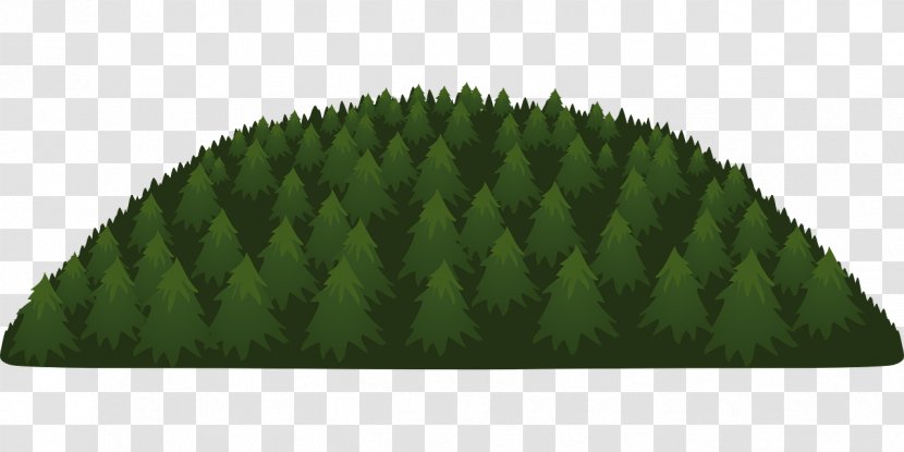 Tree Forest Evergreen Conifers - Spruce - Pine Leaves Transparent PNG