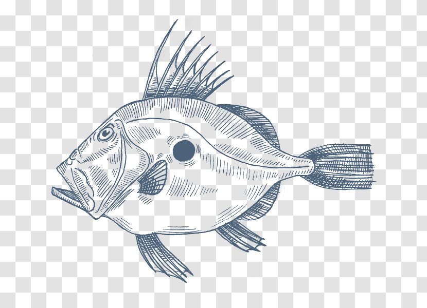 Anglerfish John Dory Mediterranean Cuisine Drawing - Common Sole - Fish Transparent PNG