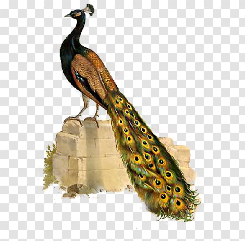 Bird Asiatic Peafowl Phasianidae Clip Art - Pavo Transparent PNG