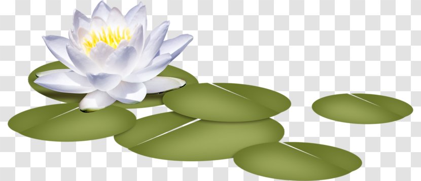 Nelumbo Nucifera Flower Nymphaea Alba Clip Art - Mailru Llc - Hand-painted Water Lilies Transparent PNG