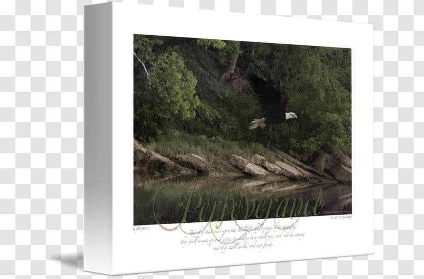 Picture Frames Gallery Wrap Stock Photography Canvas - Tree Transparent PNG
