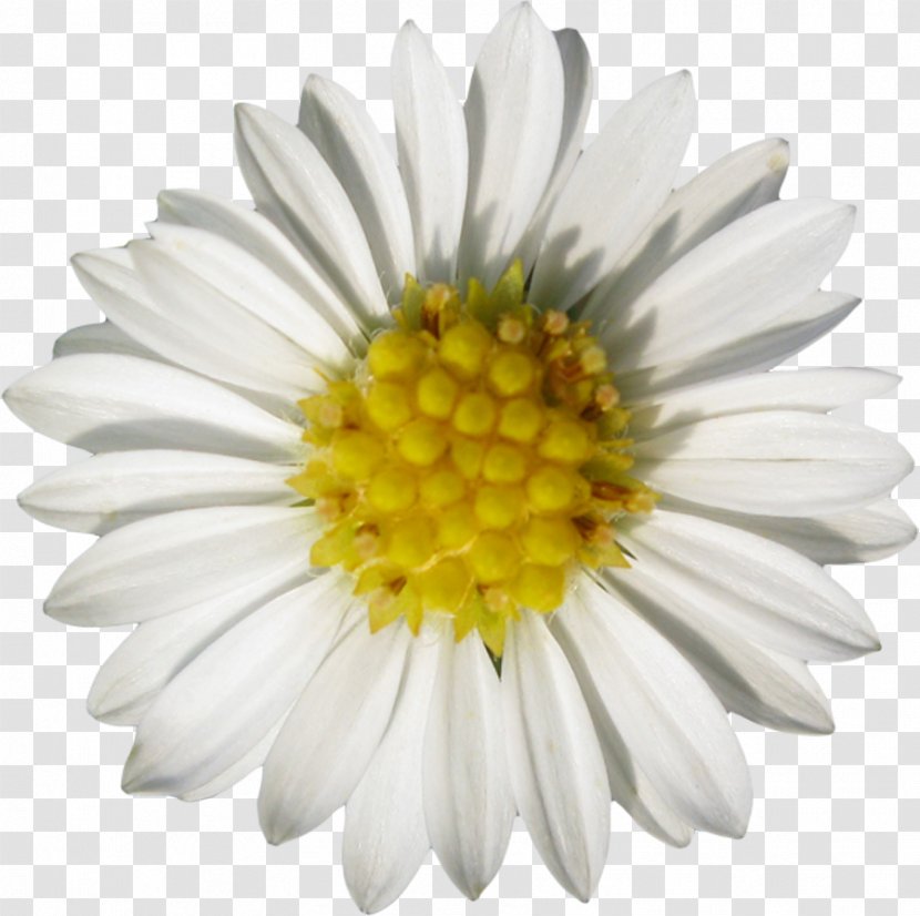 Roman Chamomile Oxeye Daisy Flower - Chrysanthemum - Camomile Ribbon Transparent PNG