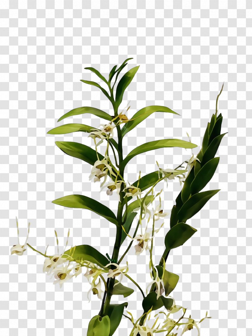 Flower Flowering Plant Leaf Stem - Houseplant - Dendrobium Tarragon Transparent PNG