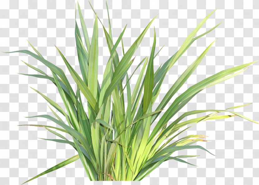 Herbaceous Plant Raster Graphics Clip Art - Herb Transparent PNG