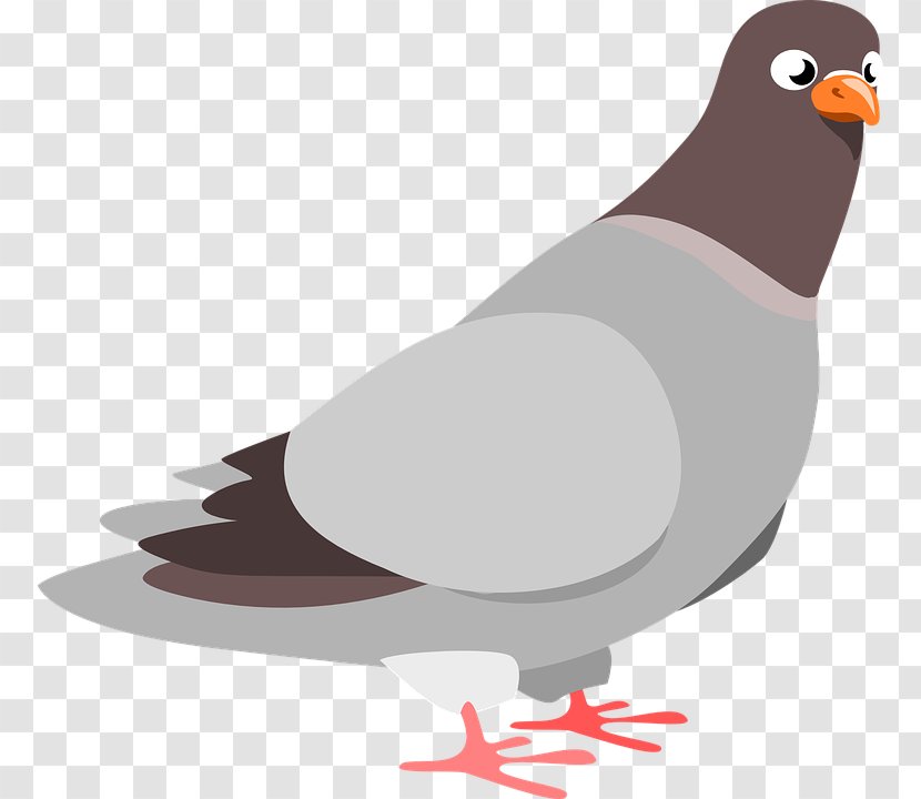 Columbidae Domestic Pigeon Clip Art - Galliformes - Clipart Transparent PNG