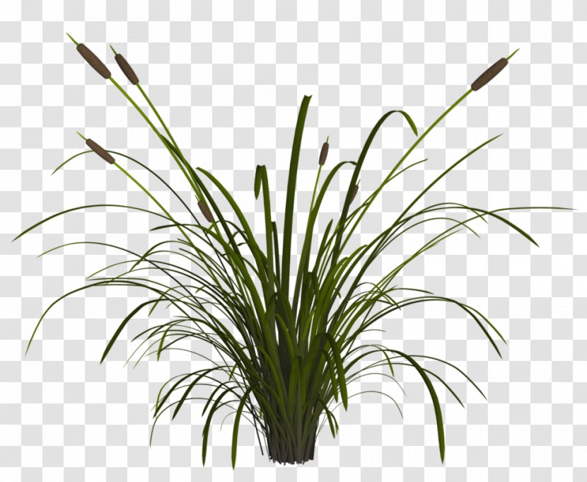 DeviantArt Plant Stem Leaf - Grass - Reed Transparent PNG