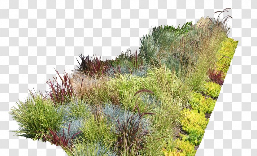 Garden Ideas Design Landscaping Landscape - Vegetation - Bushes Transparent PNG