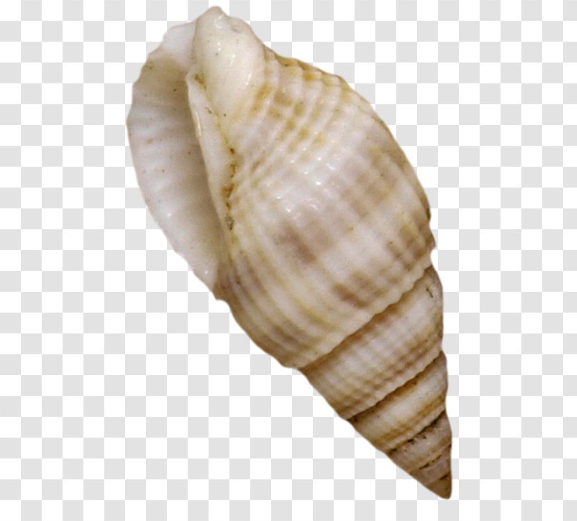 Cockle Seashell Mussel Shellfish - Sea - Seashells Transparent PNG