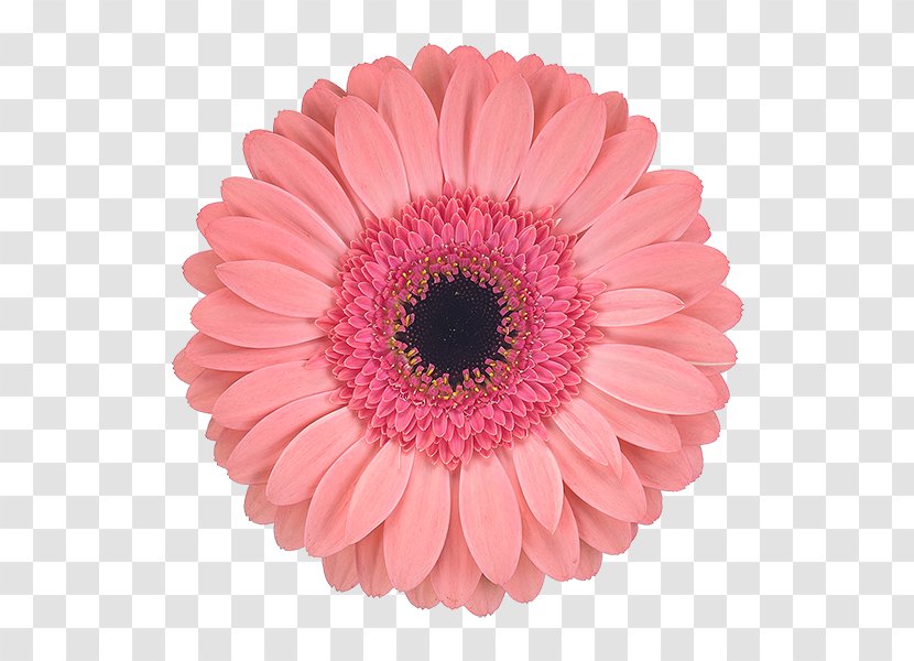Transvaal Daisy Cut Flowers Petal Chrysanthemum - Shop - Gerbera Transparent PNG