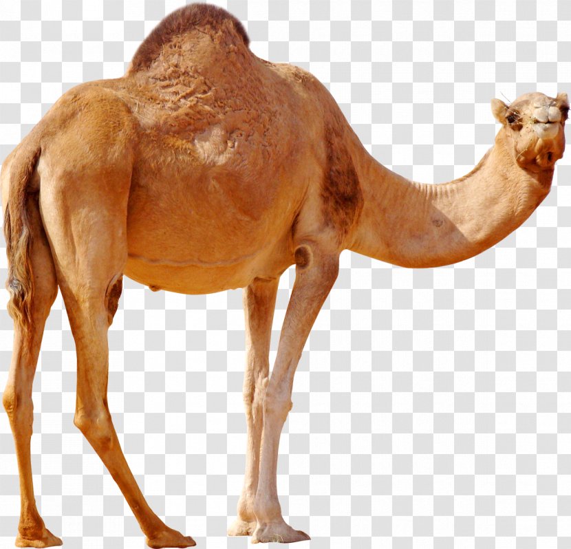 Dromedary Wild Bactrian Camel - Arabian Transparent PNG