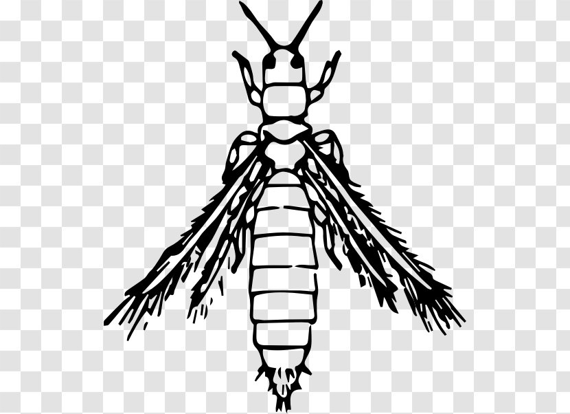 Clip Art - Insect - Beetle Transparent PNG
