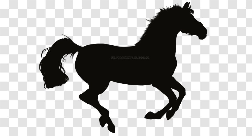 Stallion Mustang Foal Pony Mare - Black And White - Prgress Transparent PNG