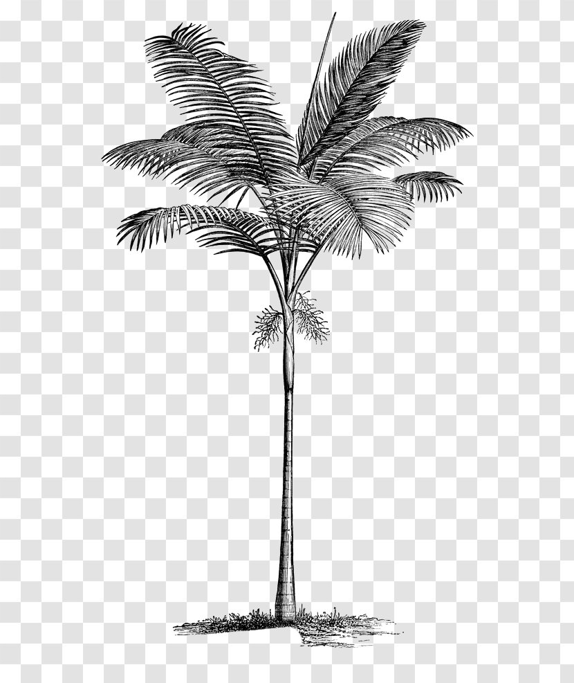 Arecaceae Tree Clip Art - Black And White - Coconut Leaves Transparent PNG