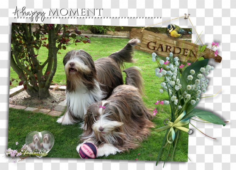 Dog Breed Bearded Collie Shih Tzu Rough - Georges Jouvin Transparent PNG