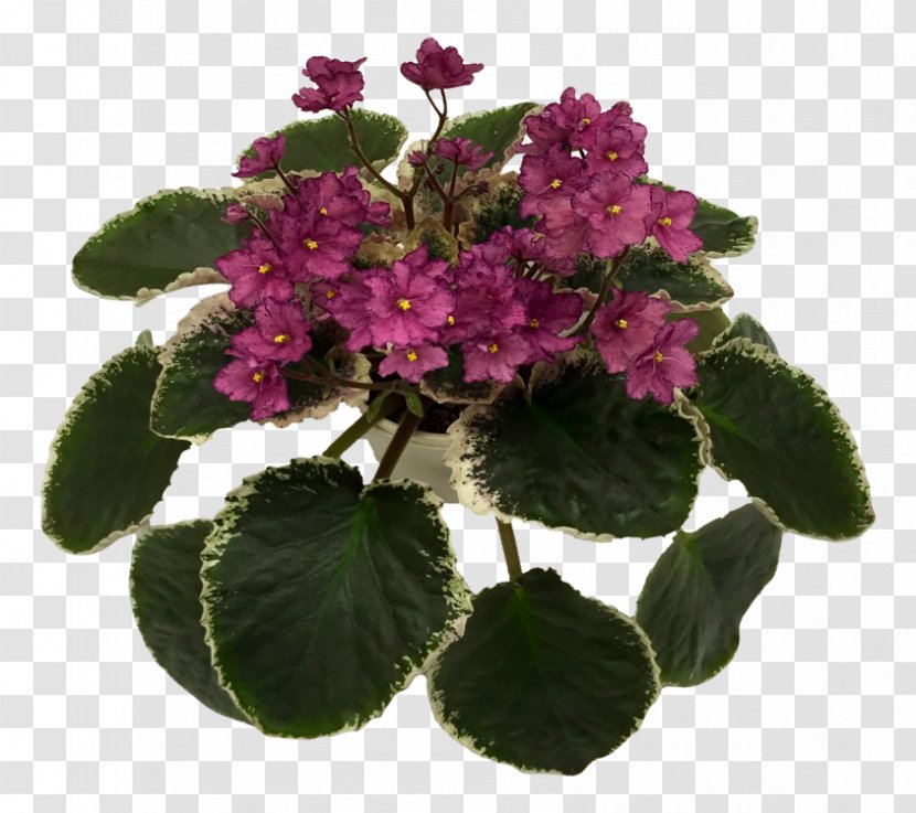 Flowerpot Violet Annual Plant Herbaceous - Family - African Violets Transparent PNG