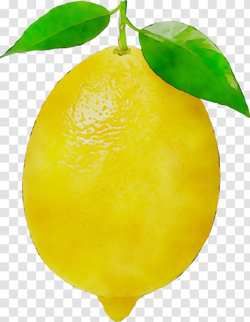 Sweet Lemon Citron Lime Meyer - Woody Plant Transparent PNG