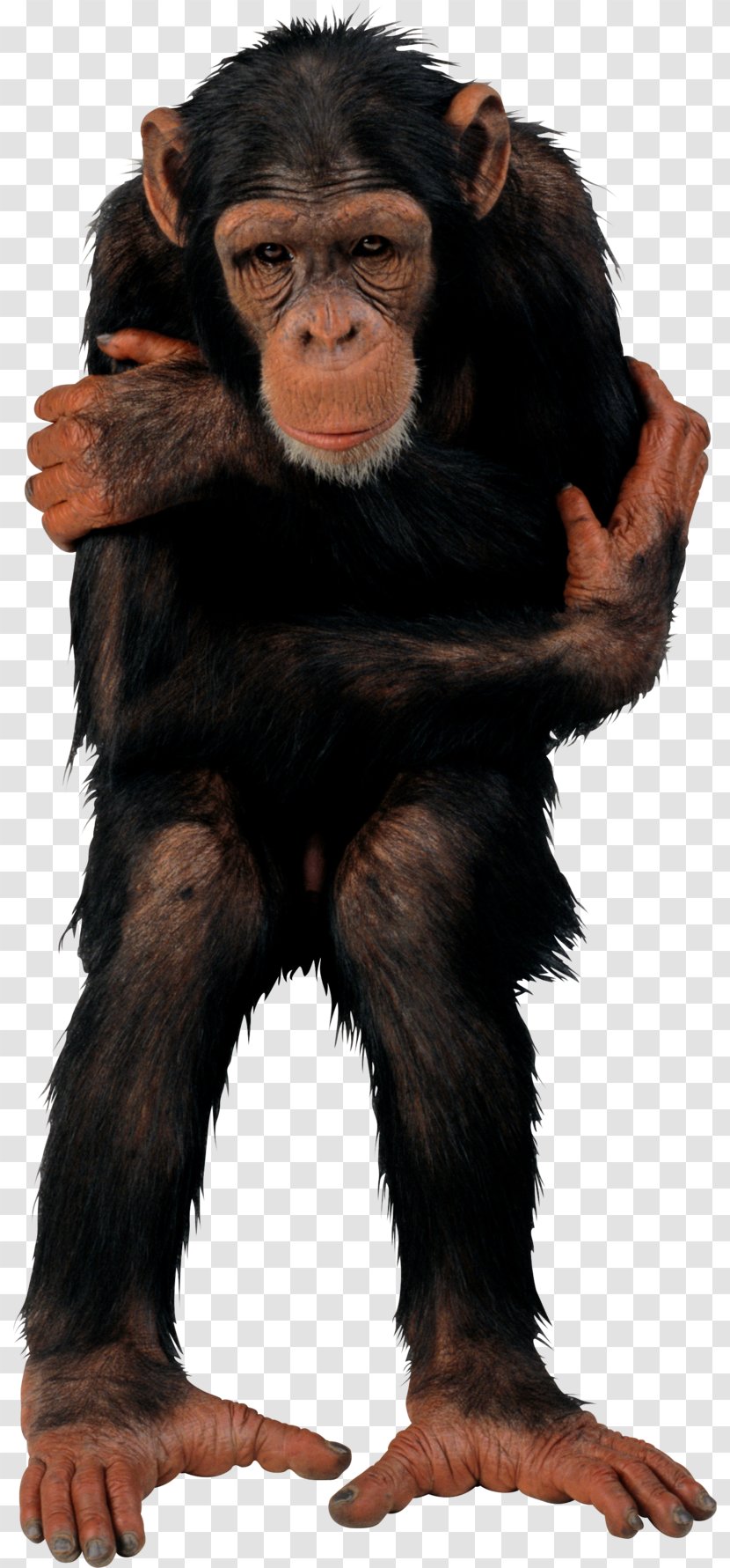 Common Chimpanzee Primate Vertebrate T-shirt Monkey - Tshirt Transparent PNG