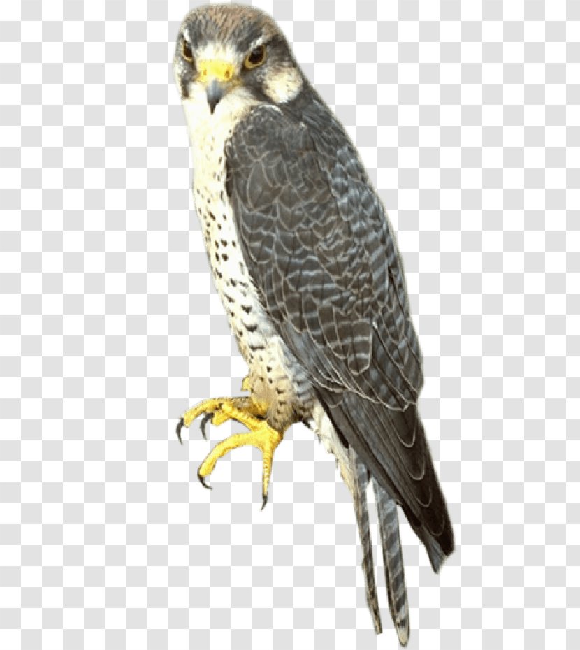 Falcon Clip Art Image Bird - Wing Transparent PNG