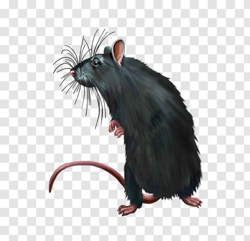 Computer Mouse Black Rat Murids - Dirty Transparent PNG