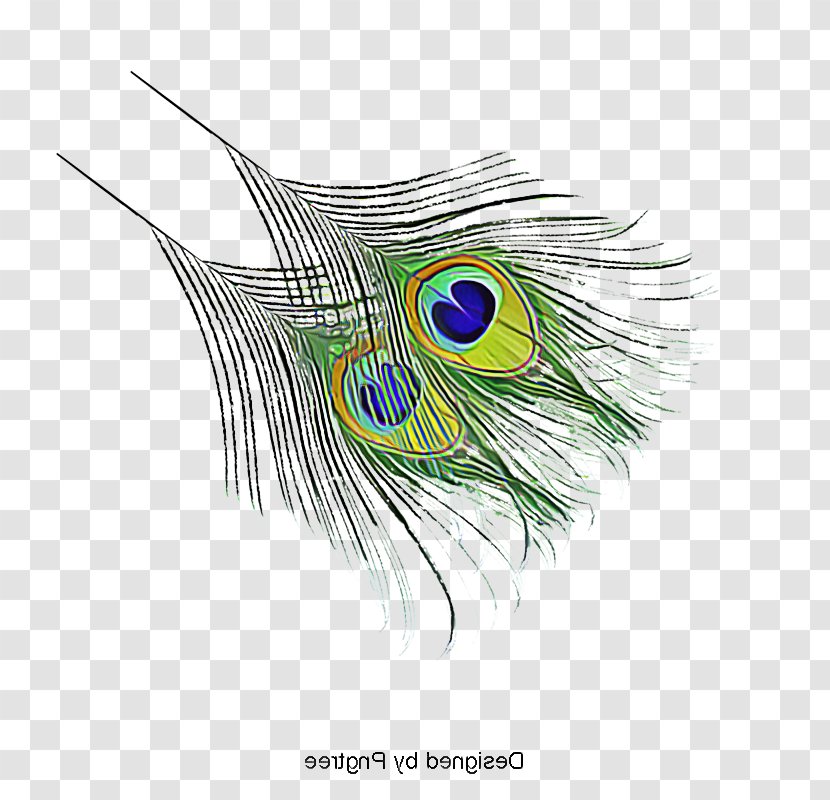 Feather - Animal Product - Eyelash Transparent PNG