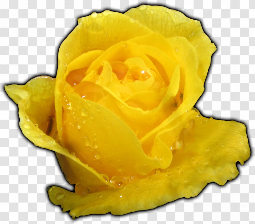 Yellow Garden Roses Flower Floribunda - Austrian Briar - Rose Transparent PNG