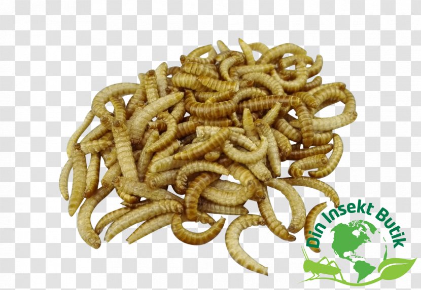 Mealworm Larva Flour Food - Beetle Transparent PNG
