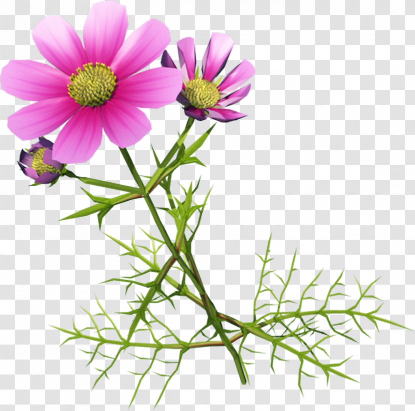 Chrysanthemum Indicum Cosmos Bipinnatus Clip Art - Herbaceous Plant - Beautiful Flowers Picture Abstract Image,Beautiful Purple Wild Transparent PNG