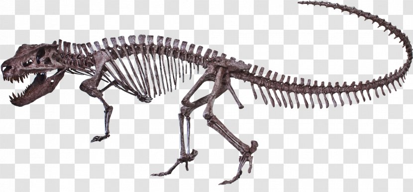 Postosuchus Dinosaur Ornithomimus Reptile Tyrannosaurus - Skeleton Transparent PNG