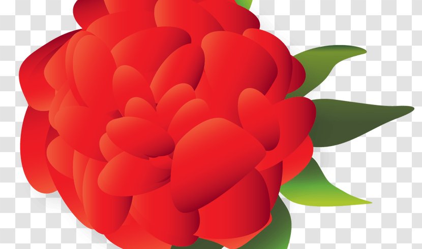 Cut Flowers Mexican Cuisine Clip Art - Petal - Flower Transparent PNG