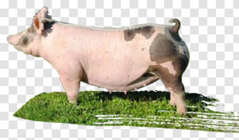 Domestic Pig Livestock Snout Gaston - Drinking Class - Boar Transparent PNG