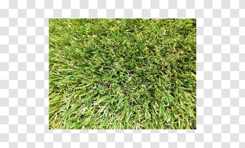 Lawn Groundcover Grasses Family - Grass - Artificial Transparent PNG