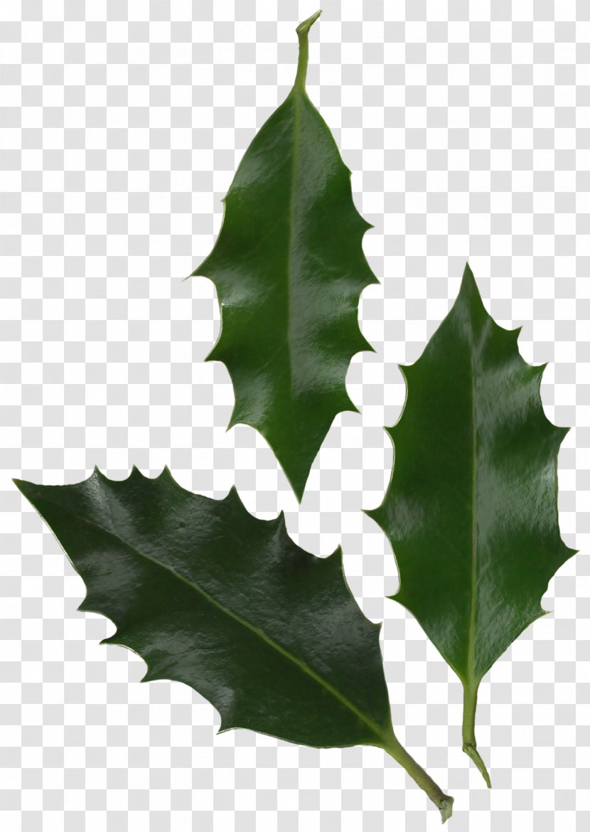 Leaf Common Holly Plant Tree Information - Aquifoliales - Foliage Transparent PNG