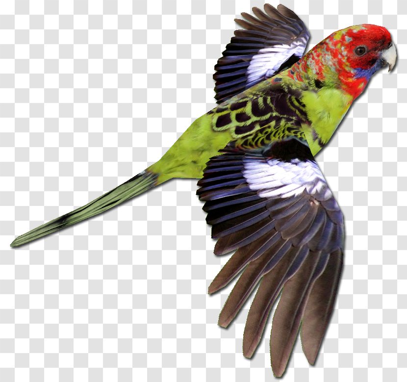 Bird Parrot Crimson Rosella Budgerigar Zoo Tycoon 2 - Fauna - Juvenile Transparent PNG