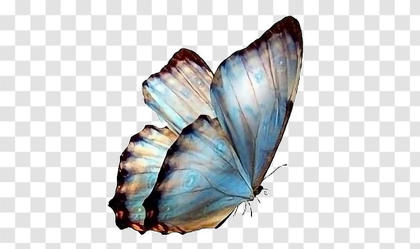 Butterfly Clip Art Desktop Wallpaper Image - Pollinator Transparent PNG