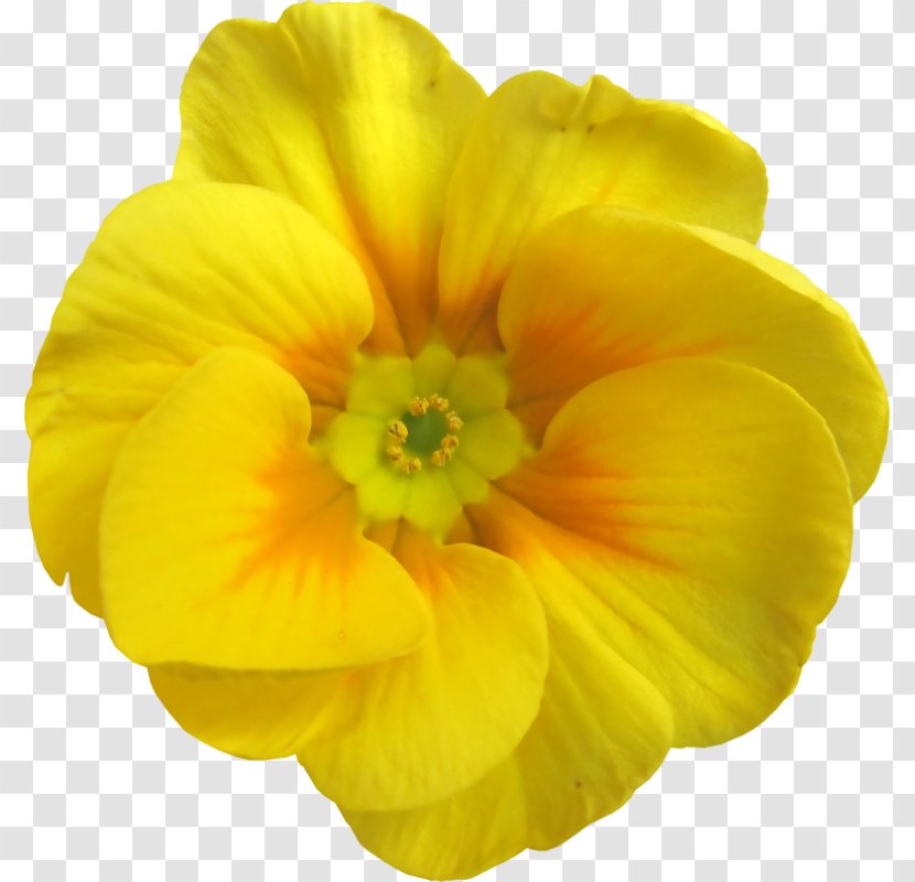 Yellow Flower Garden Roses Petal - Herbaceous Plant - Apricot Blossom Transparent PNG
