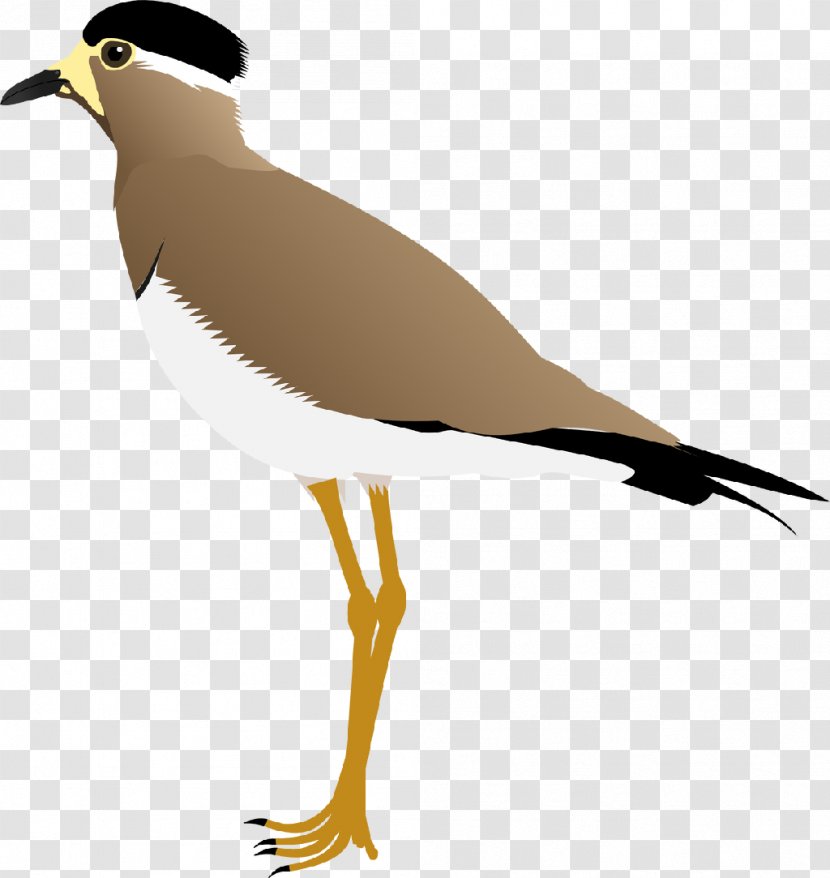 Wader Yellow-wattled Lapwing Red-wattled Bird - Ashy Crowned Sparrowlark Transparent PNG