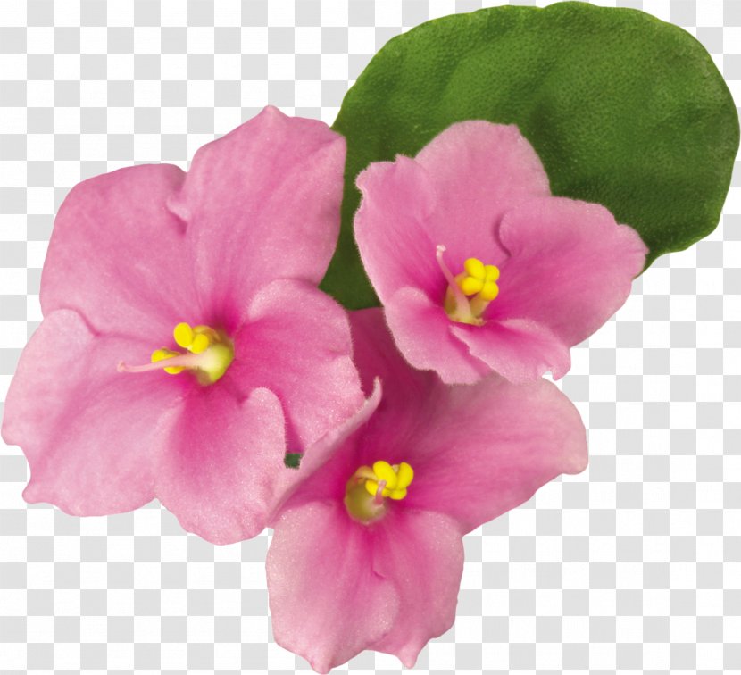 Violet Primrose Pink Flower Green - White Transparent PNG