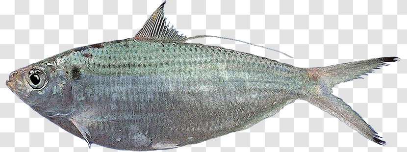 Sardine Fish Products Milkfish Herring - Oily Transparent PNG