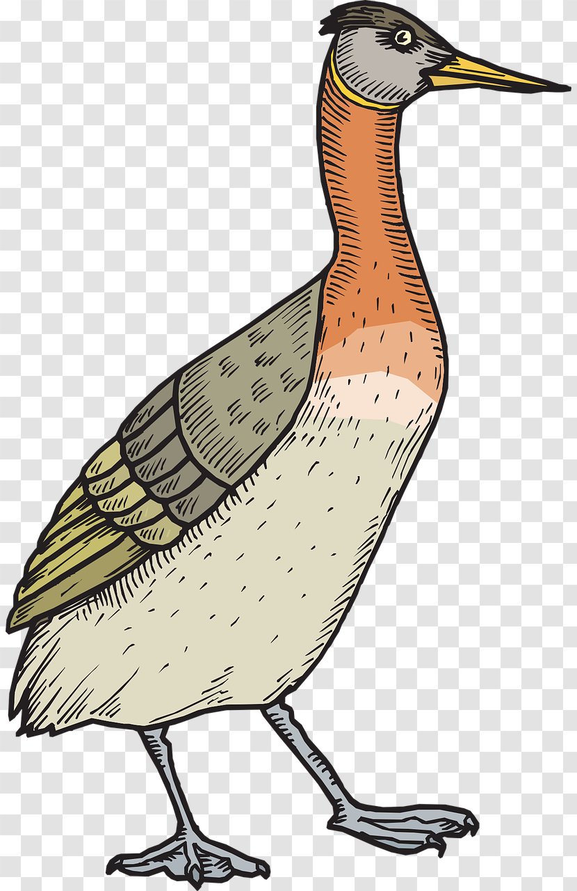 Bird Duck Wedding Anniversary Feather Clip Art - Beak Transparent PNG